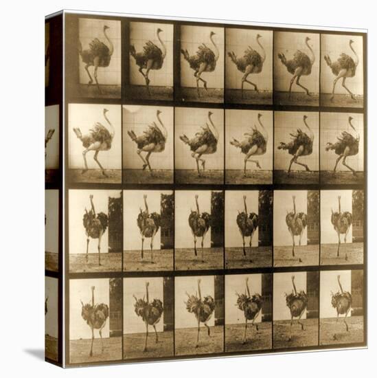 Image Sequence of an Ostrich Running, 'Animal Locomotion' Series, C.1887-Eadweard Muybridge-Premier Image Canvas