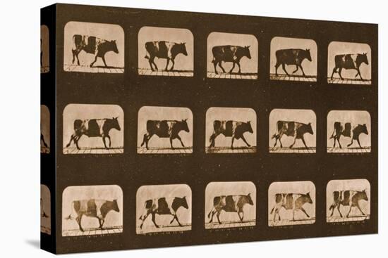 Image Sequence of an Ox Running, 'Animal Locomotion' Series, C.1881-Eadweard Muybridge-Premier Image Canvas