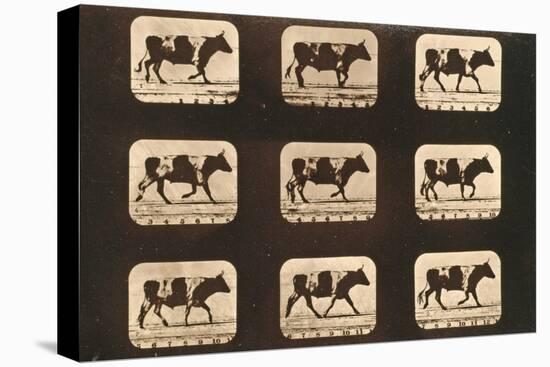 Image Sequence of an Ox Trotting, 'Animal Locomotion' Series, C.1881-Eadweard Muybridge-Premier Image Canvas