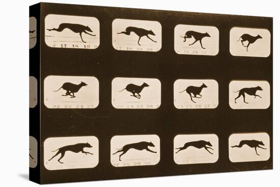 Image Sequence of Running Greyhounds, 'Animal Locomotion' Series, C.1881-Eadweard Muybridge-Premier Image Canvas