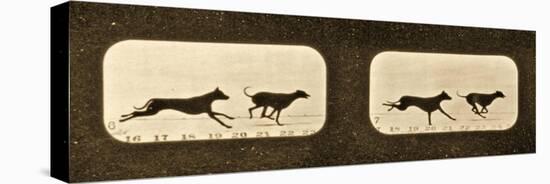 Image Sequence of Running Greyhounds, 'Animal Locomotion' Series, C.1881-Eadweard Muybridge-Premier Image Canvas