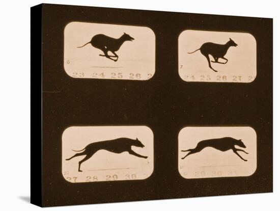 Image Sequence of Running Greyhounds, 'Animal Locomotion' Series, C.1881-Eadweard Muybridge-Premier Image Canvas