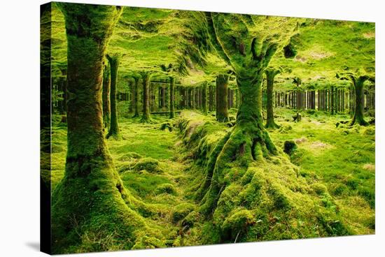 Imagine Gougane Barra-Jan Michael Ringlever-Stretched Canvas