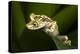 Imbabura Tree Frog, Choco Region, Ecuador-Pete Oxford-Premier Image Canvas