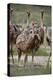 Immature common ostrich (Struthio camelus), Kgalagadi Transfrontier Park, South Africa, Africa-James Hager-Premier Image Canvas