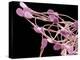 Immature Dog Sperm, SEM-Steve Gschmeissner-Premier Image Canvas