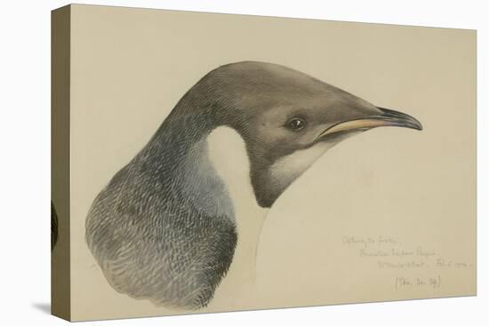 Immature Emperor Penguin, McMurdo Strait, 6 Feb, 1904-Edward Adrian Wilson-Premier Image Canvas