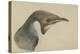 Immature Emperor Penguin, McMurdo Strait, 6 Feb, 1904-Edward Adrian Wilson-Premier Image Canvas