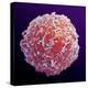 Immune System Cell, SEM-Steve Gschmeissner-Premier Image Canvas