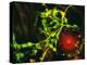 Immunofluorescent LM of Macrophage In Brain Tissue-Nancy Kedersha-Premier Image Canvas