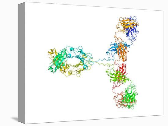 Immunoglobulin G Antibody Molecule-Laguna Design-Premier Image Canvas