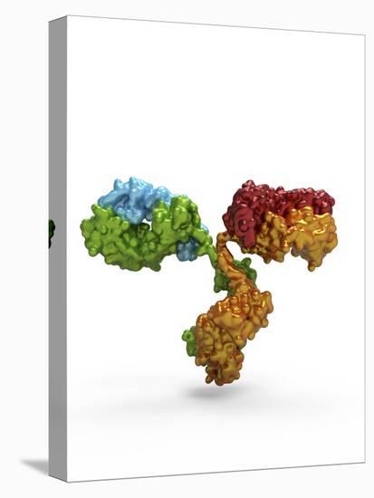 Immunoglobulin G Antibody Molecule-PASIEKA-Premier Image Canvas