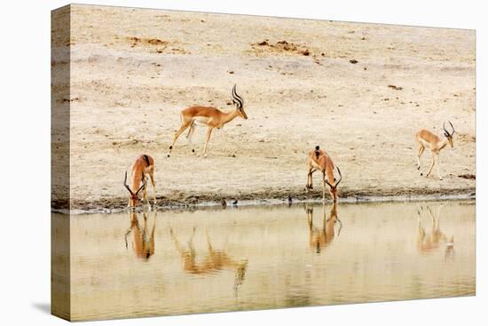 Impala (Aepyceros melampus) at a water hole, Kruger National Park, South Africa, Africa-Christian Kober-Premier Image Canvas