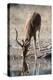 Impala (Aepyceros melampus) at waterhole, Kalahari, Botswana, Africa-Sergio Pitamitz-Premier Image Canvas