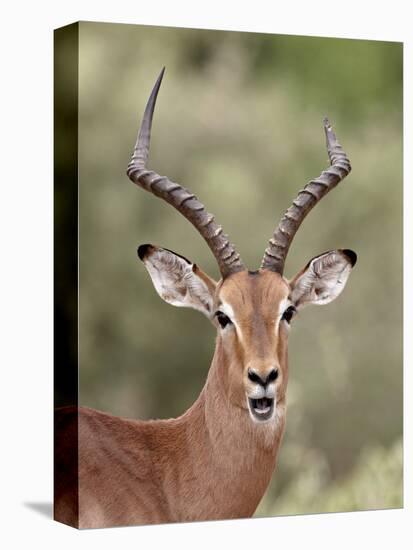 Impala (Aepyceros Melampus) Buck Chewing its Cud, Kruger National Park, South Africa, Africa-James Hager-Premier Image Canvas