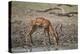 Impala (Aepyceros melampus) buck drinking, Selous Game Reserve, Tanzania, East Africa, Africa-James Hager-Premier Image Canvas