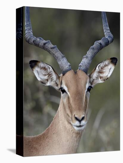 Impala (Aepyceros Melampus) Buck, Kruger National Park, South Africa, Africa-James Hager-Premier Image Canvas