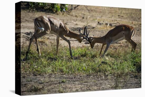Impala (Aepyceros Melampus) Fighting in the Liwonde National Park, Malawi, Africa-Michael Runkel-Premier Image Canvas