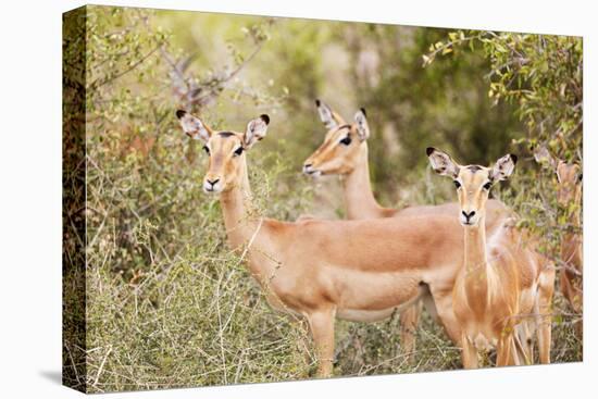 Impala (Aepyceros melampus), Kruger National Park, South Africa, Africa-Christian Kober-Premier Image Canvas