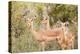 Impala (Aepyceros melampus), Kruger National Park, South Africa, Africa-Christian Kober-Premier Image Canvas