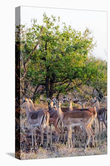 Impala (Aepyceros melampus), Kruger National Park, South Africa, Africa-Christian Kober-Premier Image Canvas