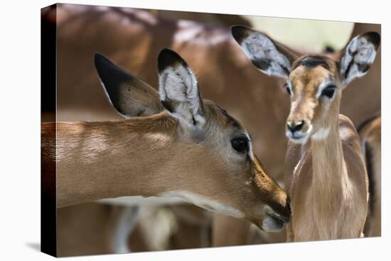 Impala (Aepyceros Melampus), Lake Nakuru National Park, Kenya, East Africa, Africa-Sergio Pitamitz-Premier Image Canvas