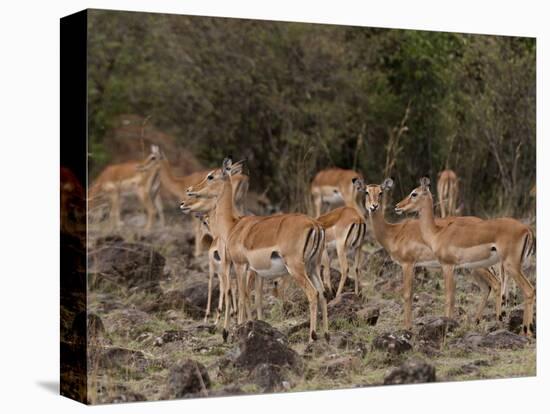 Impala (Aepyceros Melampus), Masai Mara, Kenya, East Africa, Africa-Sergio Pitamitz-Premier Image Canvas