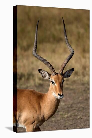Impala (Aepyceros melampus), Masai Mara National Reserve, Kenya-Godong-Premier Image Canvas