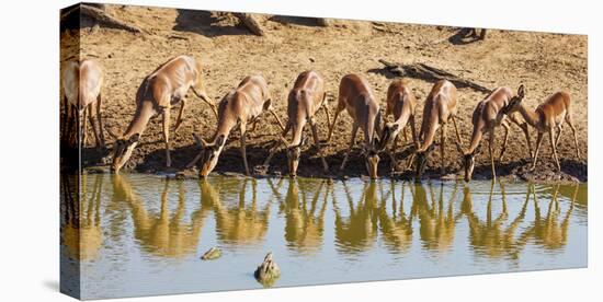 Impala (Aepyceros melampus), Mkhuze Game Reserve, Kwazulu-Natal, South Africa, Africa-Christian Kober-Premier Image Canvas