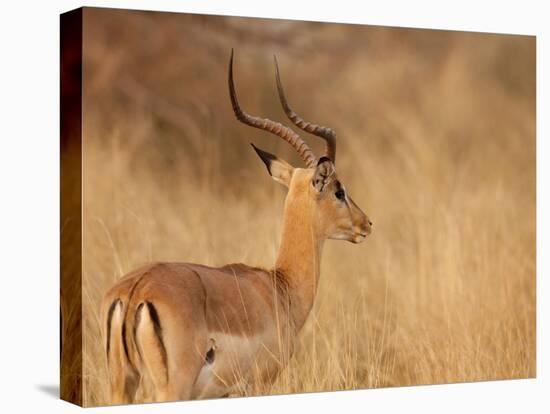 Impala in Tall Bushman Grass, Mahango Game Reserve, Namibia-Wendy Kaveney-Premier Image Canvas