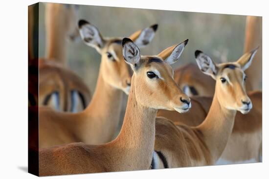 Impala on Savanna in National Park of Africa, Kenya-Volodymyr Burdiak-Premier Image Canvas