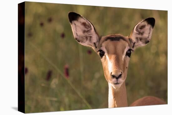 Impala Portrait, Ruaha National Park, Tanzania - an Alert Ewe Stares Directly at the Camera-William Gray-Premier Image Canvas