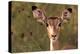 Impala Portrait, Ruaha National Park, Tanzania - an Alert Ewe Stares Directly at the Camera-William Gray-Premier Image Canvas
