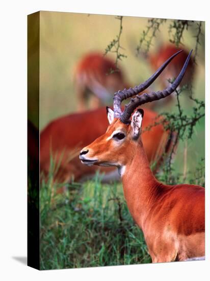 Impala, Tanzania-David Northcott-Premier Image Canvas