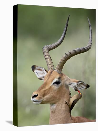 Impala with a Red-Billed Oxpecker Cleaning its Ear, Kruger National Park, South Africa-James Hager-Premier Image Canvas