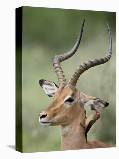 Impala with a Red-Billed Oxpecker Cleaning its Ear, Kruger National Park, South Africa-James Hager-Premier Image Canvas