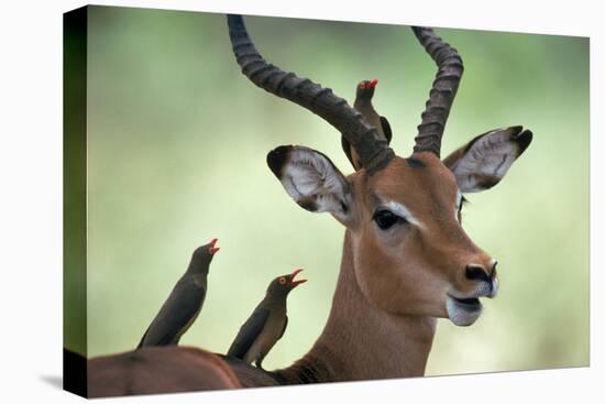 Impala With Oxpeckers. Kruger National Park, South Africa-Tony Heald-Premier Image Canvas