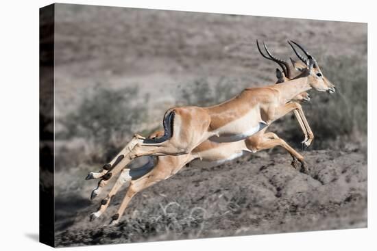 Impala-Scott Bennion-Stretched Canvas