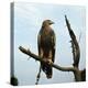 Imperial Eagle Resting on a Branch-Philip Gendreau-Premier Image Canvas