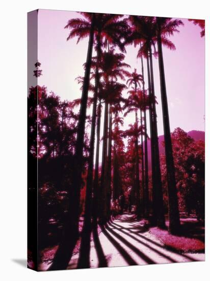 Imperial Palm Trees, Botanical Garden, Rio de Janeiro, Brazil-null-Premier Image Canvas