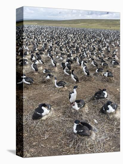 Imperial Shag also Called King Shag in a Huge Rookery-Martin Zwick-Premier Image Canvas