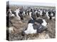 Imperial Shag also Called King Shag in a Huge Rookery-Martin Zwick-Premier Image Canvas