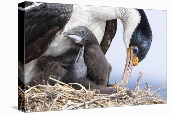 Imperial Shag in a Huge Rookery. Adult with Chick in Nest-Martin Zwick-Premier Image Canvas