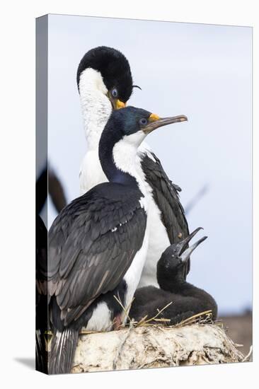 Imperial Shag in a Huge Rookery. Adult with Chick in Nest-Martin Zwick-Premier Image Canvas