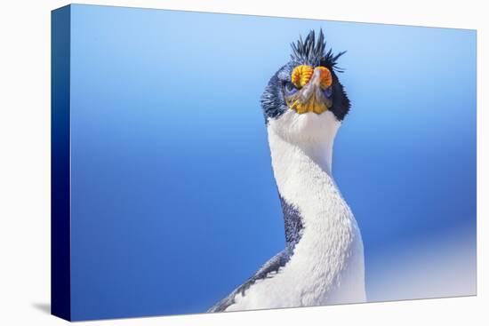 Imperial shag (Leucocarbo atriceps), Sea Lion Island, Falkland Islands, South America-Marco Simoni-Premier Image Canvas