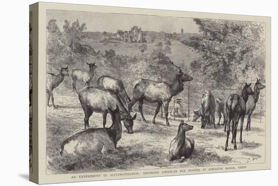 Imported American Elk, Wapiti, at Osmaston Manor, Derby-null-Premier Image Canvas