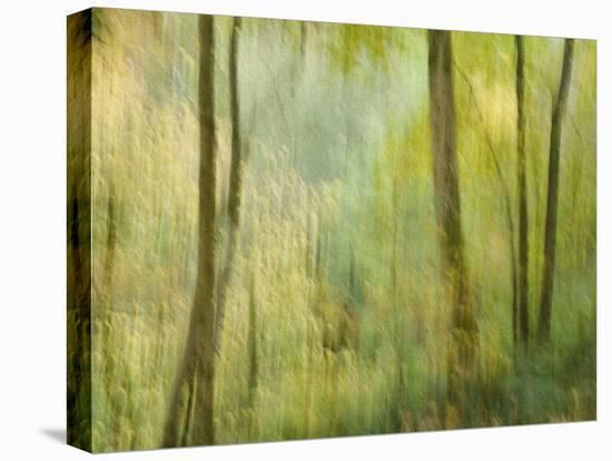 Impression of an Autumn Forest, North Lanarkshire, Scotland, UK, 2007-Niall Benvie-Premier Image Canvas