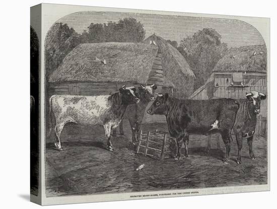 Improved Short-Horns, Purchased for the United States-Alfred Courbould-Premier Image Canvas