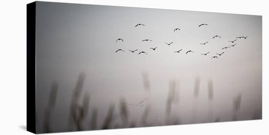 In Formation-Andrew Geiger-Stretched Canvas