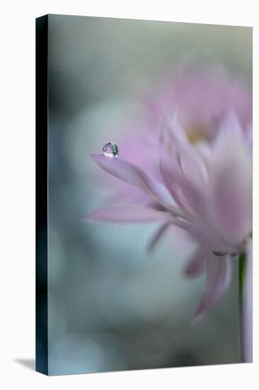 In Pink Delight II-Heidi Westum-Premier Image Canvas